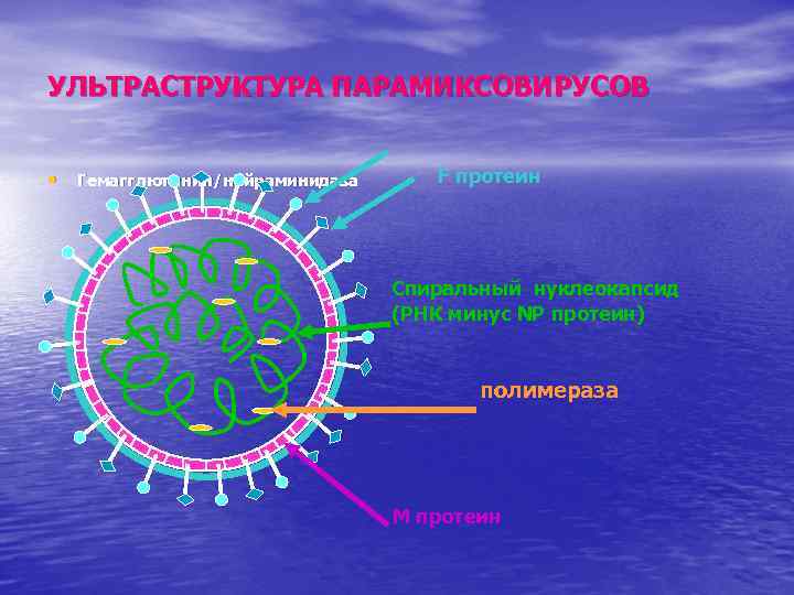 Минус рнк вирусы. Ультраструктура вириона. Ультраструктура гриппа. Ультраструктура ДНК. Спиральный нуклеокапсид.