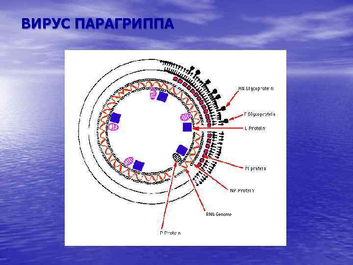 Вирусы парагриппа микробиология презентация