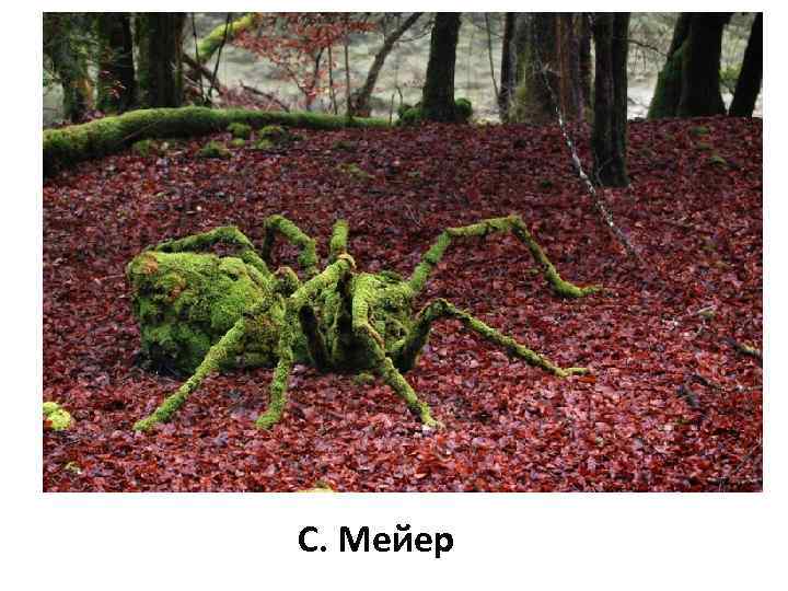С. Мейер 