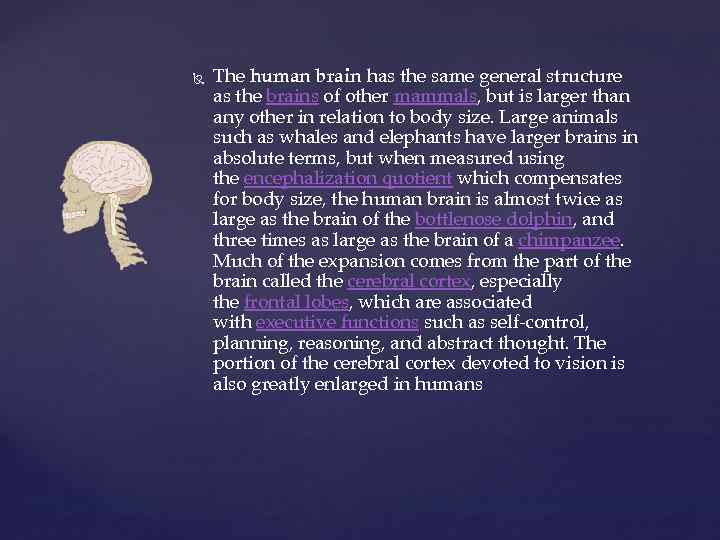  The human brain has the same general structure as the brains of other