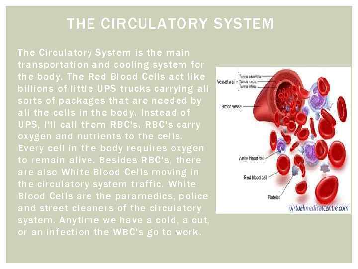 THE CIRCULATORY SYSTEM The Circulatory System is the main transportation and cooling system for