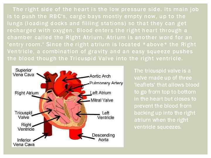 The right side of the heart is the low pressure side. Its main job