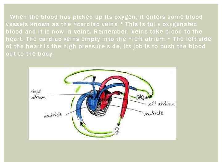 When the blood has picked up its oxygen, it enters some blood vessels known