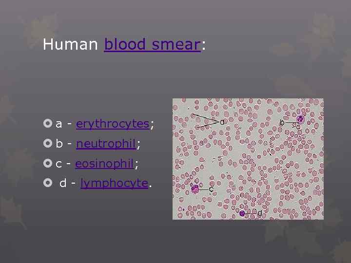 Human blood smear: a - erythrocytes; b - neutrophil; c - eosinophil; d -