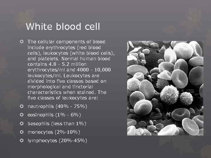 White blood cell The cellular components of blood include erythrocytes (red blood cells), leukocytes