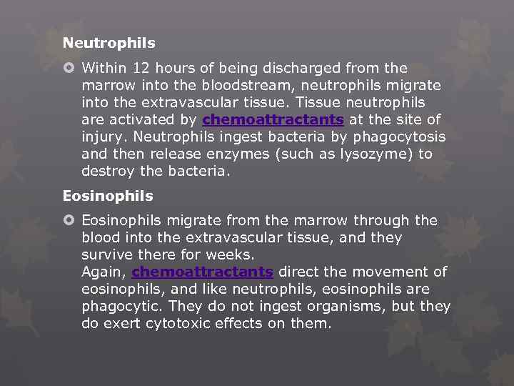 Neutrophils Within 12 hours of being discharged from the marrow into the bloodstream, neutrophils