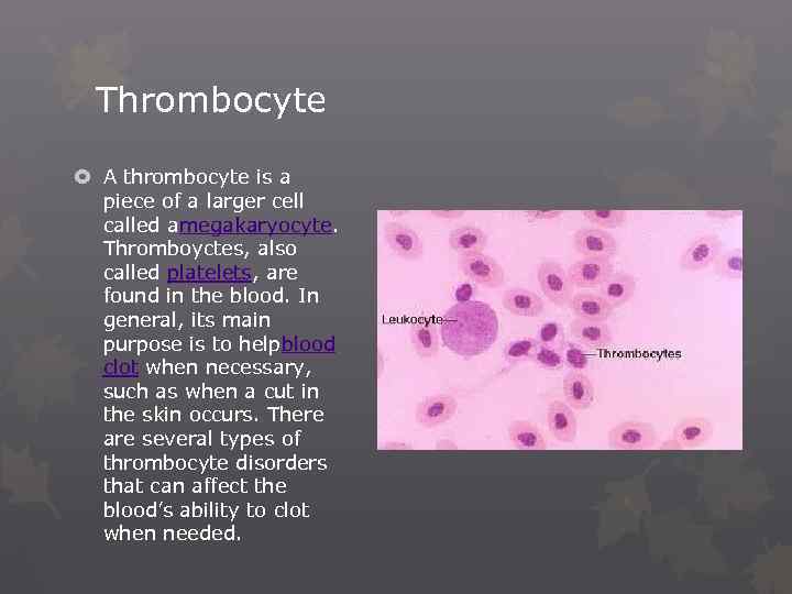 Thrombocyte A thrombocyte is a piece of a larger cell called amegakaryocyte. Thromboyctes, also