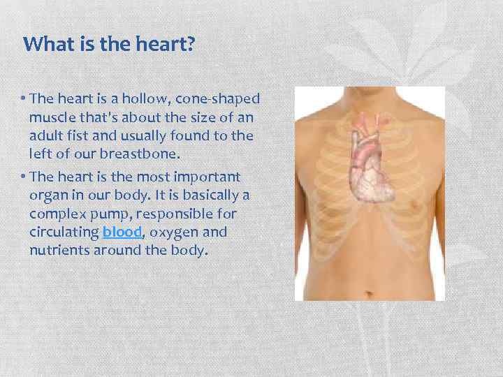 What is the heart? • The heart is a hollow, cone-shaped muscle that's about