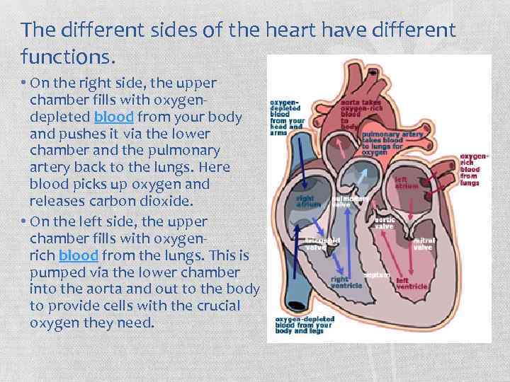 The different sides of the heart have different functions. • On the right side,