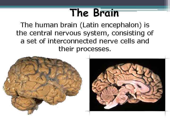 The Brain The human brain (Latin encephalon) is the central nervous system, consisting of