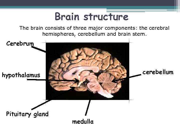 Brain structure The brain consists of three major components: the cerebral hemispheres, cerebellum and