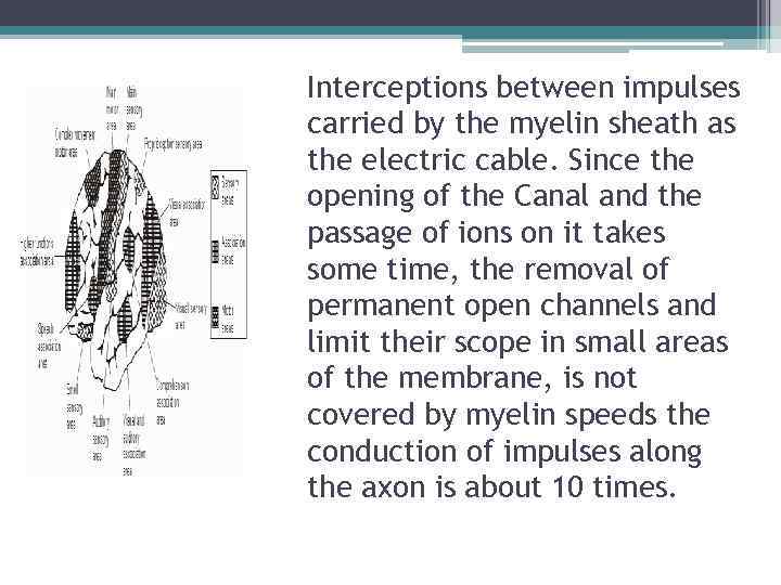 Interceptions between impulses carried by the myelin sheath as the electric cable. Since the