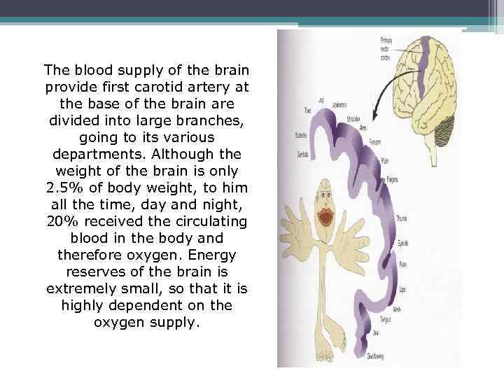 The blood supply of the brain provide first carotid artery at the base of