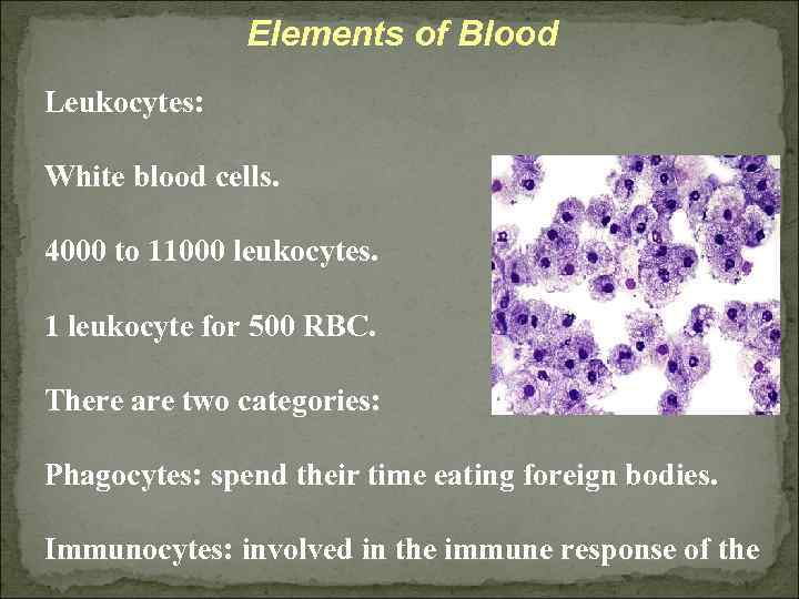 Elements of Blood Leukocytes: White blood cells. 4000 to 11000 leukocytes. 1 leukocyte for