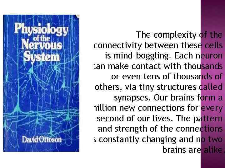 The complexity of the connectivity between these cells is mind-boggling. Each neuron can make