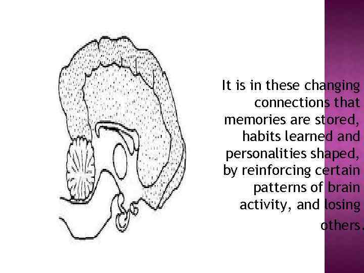 It is in these changing connections that memories are stored, habits learned and personalities