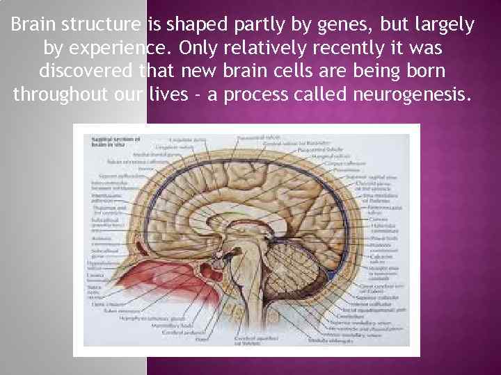 Brain structure is shaped partly by genes, but largely by experience. Only relatively recently