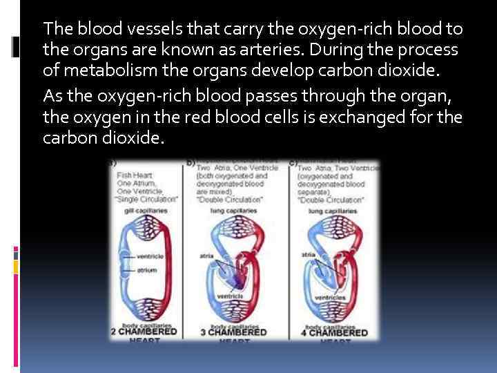 The blood vessels that carry the oxygen-rich blood to the organs are known as