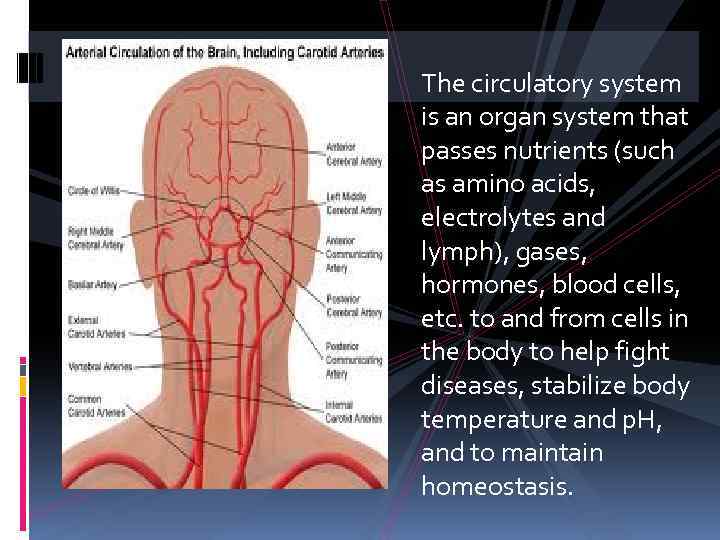 The circulatory system is an organ system that passes nutrients (such as amino acids,