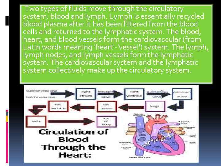 Two types of fluids move through the circulatory system: blood and lymph. Lymph is