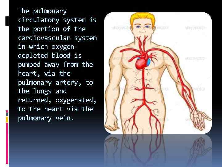 The pulmonary circulatory system is the portion of the cardiovascular system in which oxygendepleted
