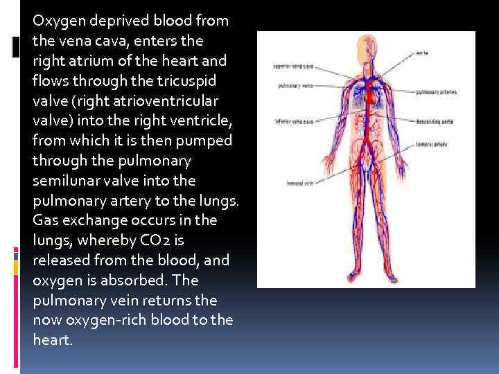 Oxygen deprived blood from the vena cava, enters the right atrium of the heart