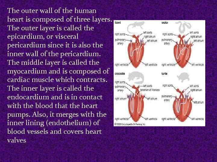  The outer wall of the human heart is composed of three layers. The