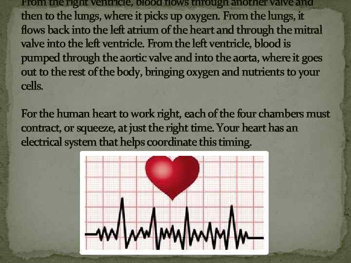 From the right ventricle, blood flows through another valve and then to the lungs,