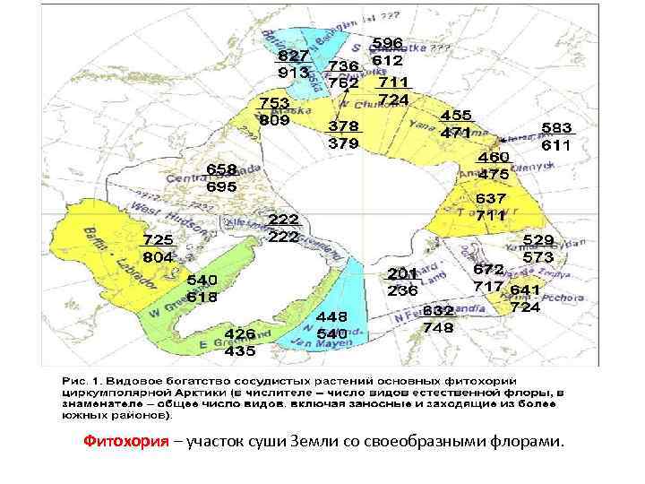 Фитохория – участок суши Земли со своеобразными флорами. 