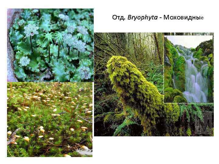Отд. Bryophyta - Моховидные Отд. Bryophyta - Мохообразные 