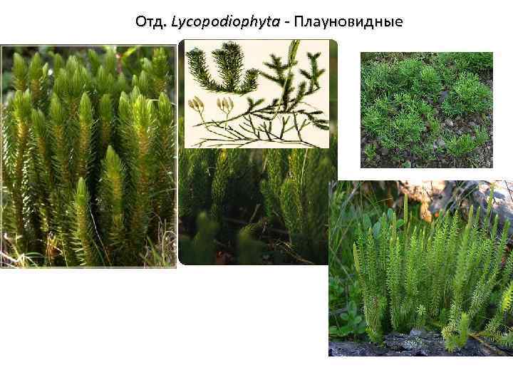 Отд. Lycopodiophyta - Плауновидные 