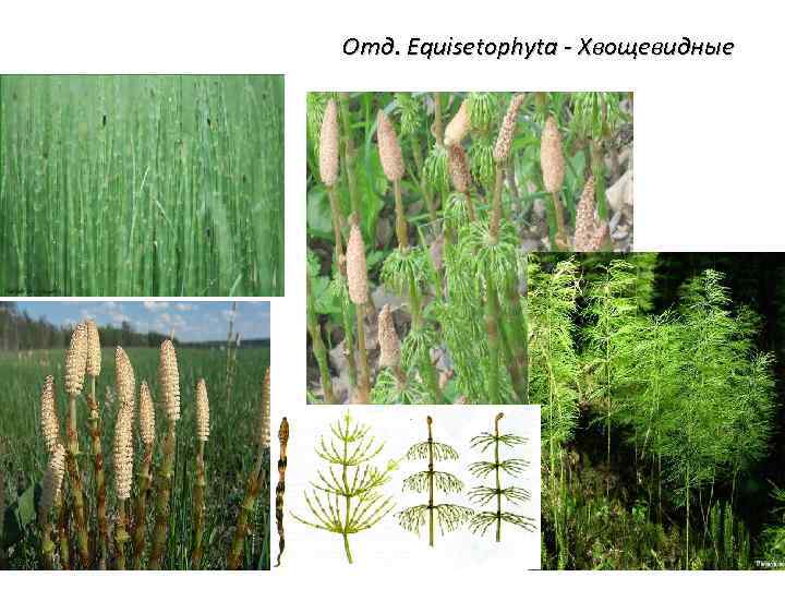 Отд. Equisetophyta - Хвощевидные 