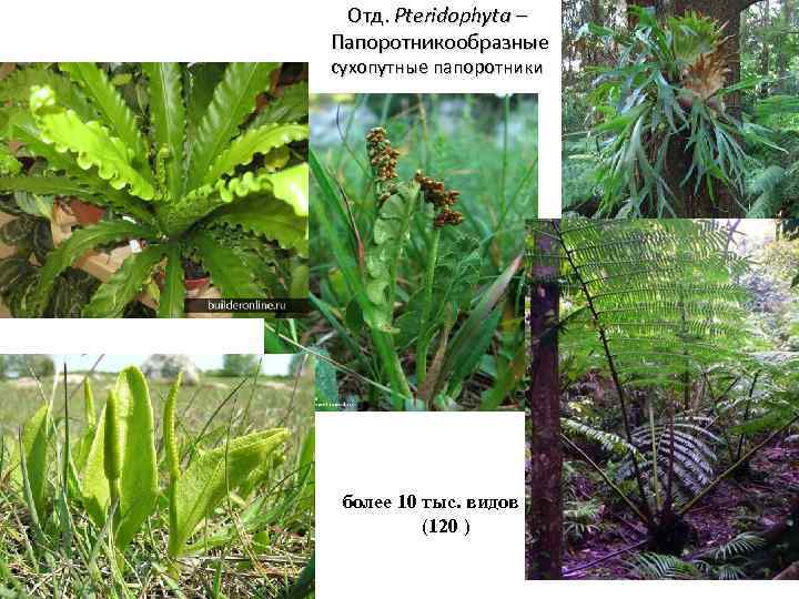 Отд. Pteridophyta – Папоротникообразные сухопутные папоротники более 10 тыс. видов (120 ) 