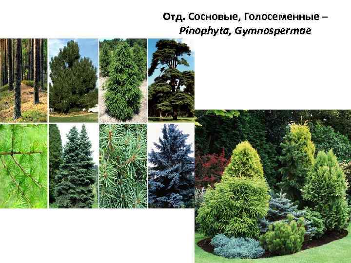 Отд. Сосновые, Голосеменные – Pinophyta, Gymnospermae 