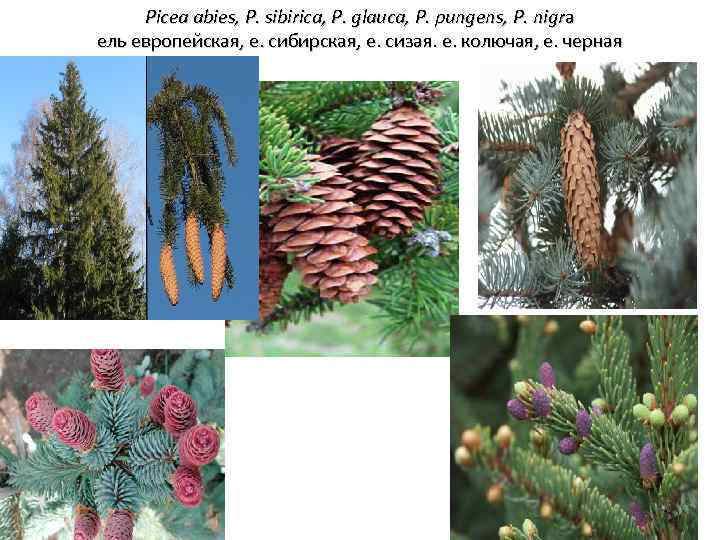 Picea abies, P. sibirica, P. glauca, P. pungens, P. nigra ель европейская, е. сибирская,