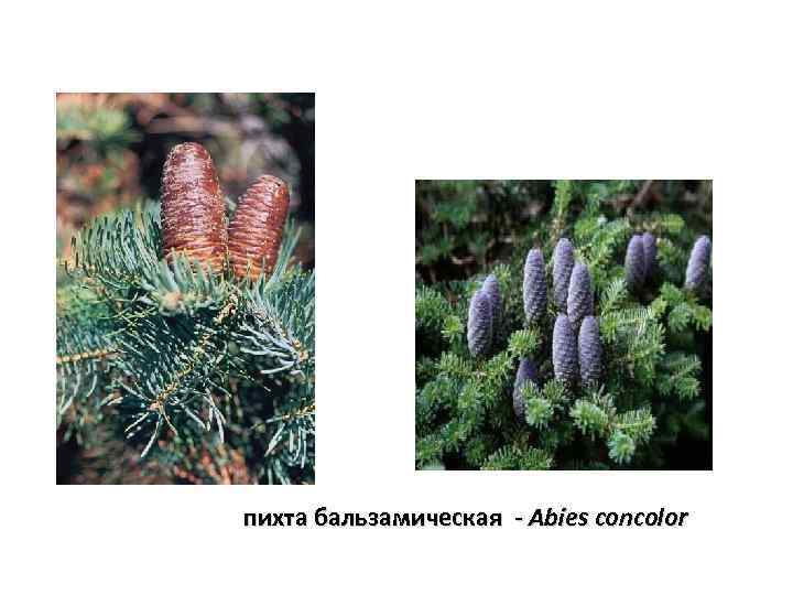 пихта бальзамическая - Abies concolor 
