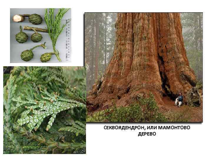 СЕКВОЯДЕНДРОН, ИЛИ МАМОНТОВО ДЕРЕВО 