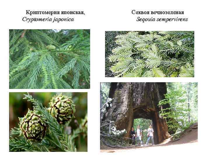Криптомерия японская, Секвоя вечнозеленая Cryptomeria japonica Seqouia sempervirens 