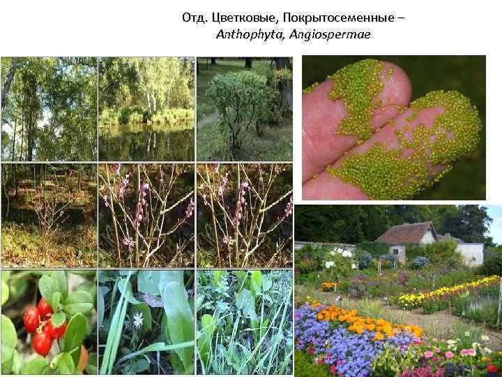 Отд. Цветковые, Покрытосеменные – Anthophyta, Angiospermae 