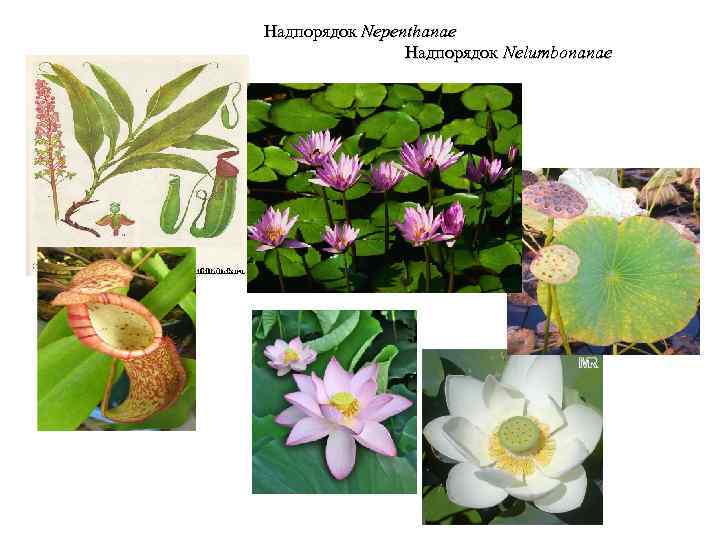 Надпорядок Nepenthanae Надпорядок Nelumbonanae 