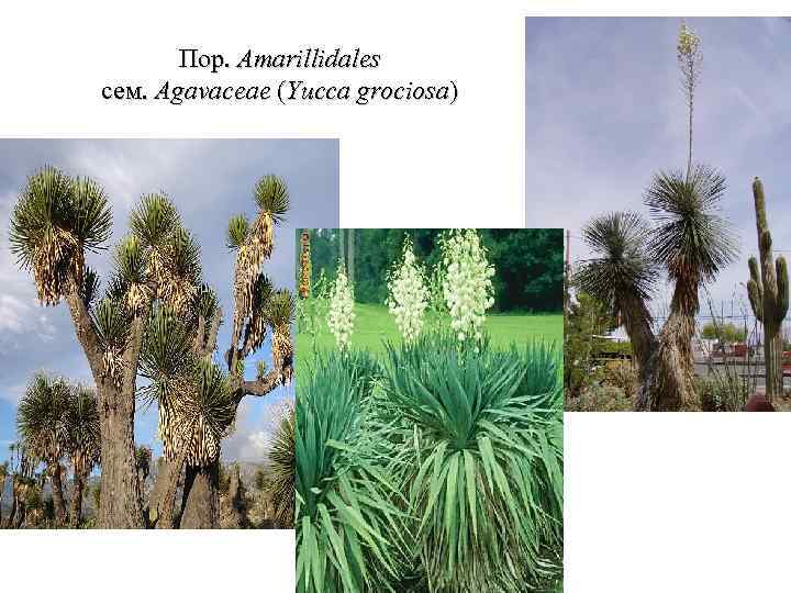 Пор. Amarillidales сем. Agavaceae (Yucca grociosa) 