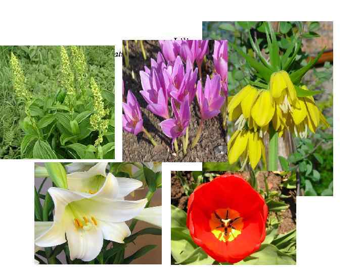  сем. Liliaceae Veratrum lobelianum, Colchicum autumnale 