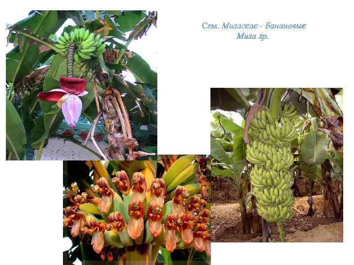  Сем. Musaceae - Банановые Musa sp. 