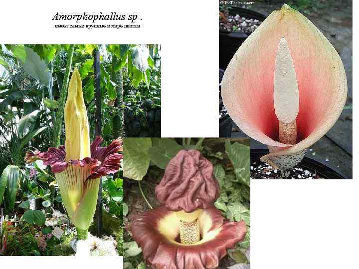 Amorphophallus sp. имеет самые крупные в мире цветки 