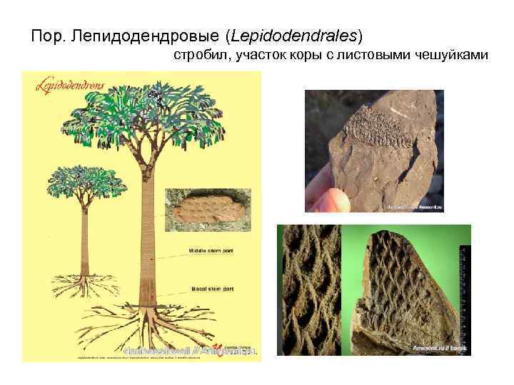 На рисунке изображены отпечатки листьев ствола и реконструкция лепидодендрона рода вымерших