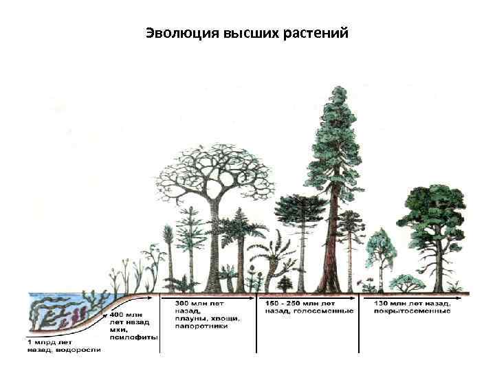 Эволюция высших растений 