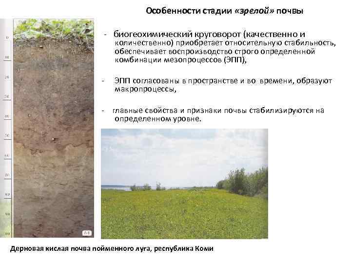 Особенности стадии «зрелой» почвы - биогеохимический круговорот (качественно и количественно) приобретает относительную стабильность, обеспечивает