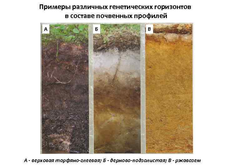 Примеры различных генетических горизонтов в составе почвенных профилей А Б В А - верховая