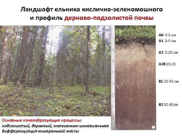 Ландшафт ельника кислично-зеленомошного и профиль дерново-подзолистой почвы А 0 0 -3 см А 1