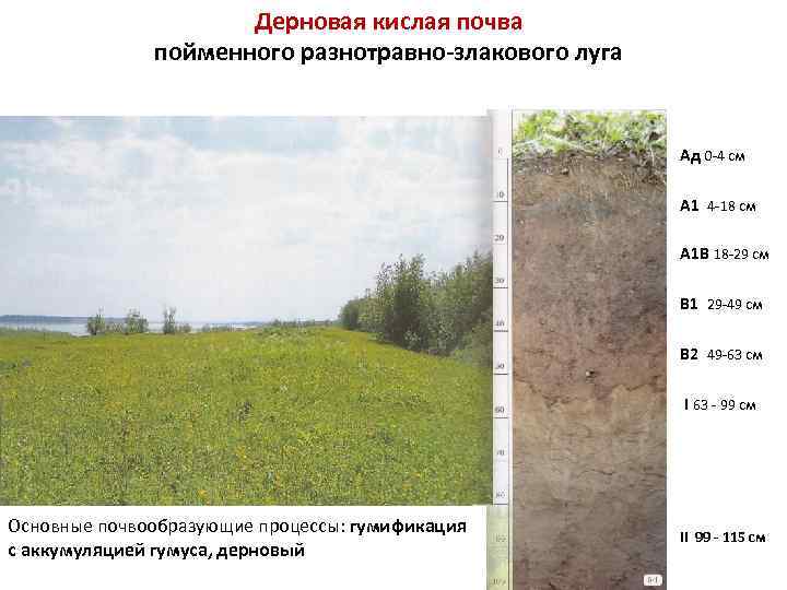Дерновая кислая почва пойменного разнотравно-злакового луга Ад 0 -4 cм А 1 4 -18